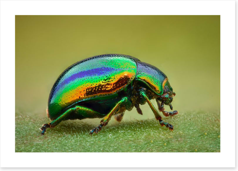 Insects