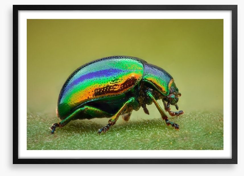 Insects