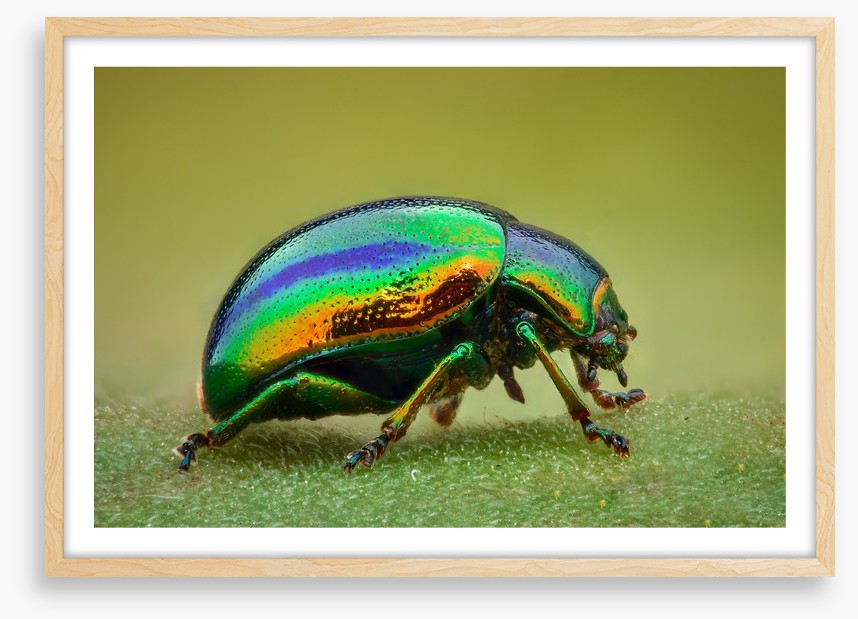 Insects