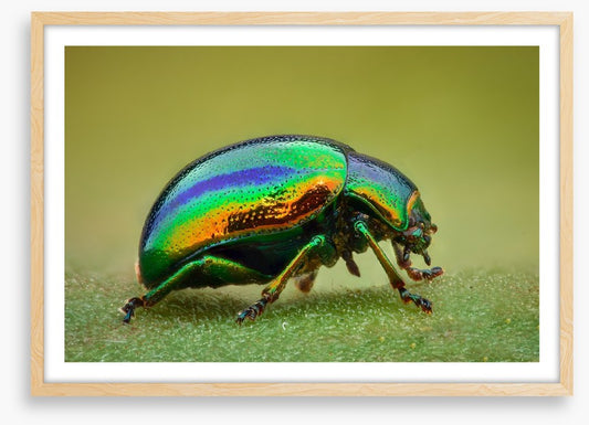 Insects