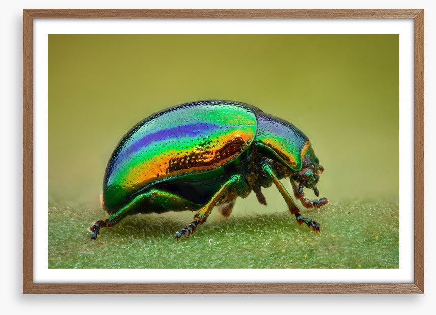 Insects