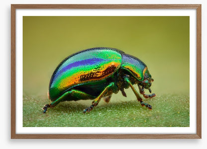 Insects
