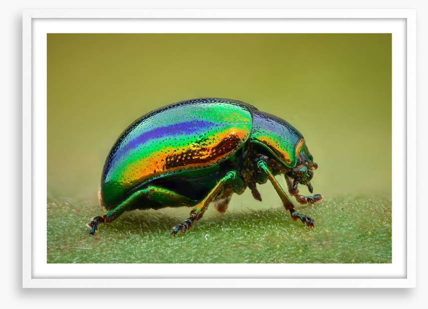 Insects