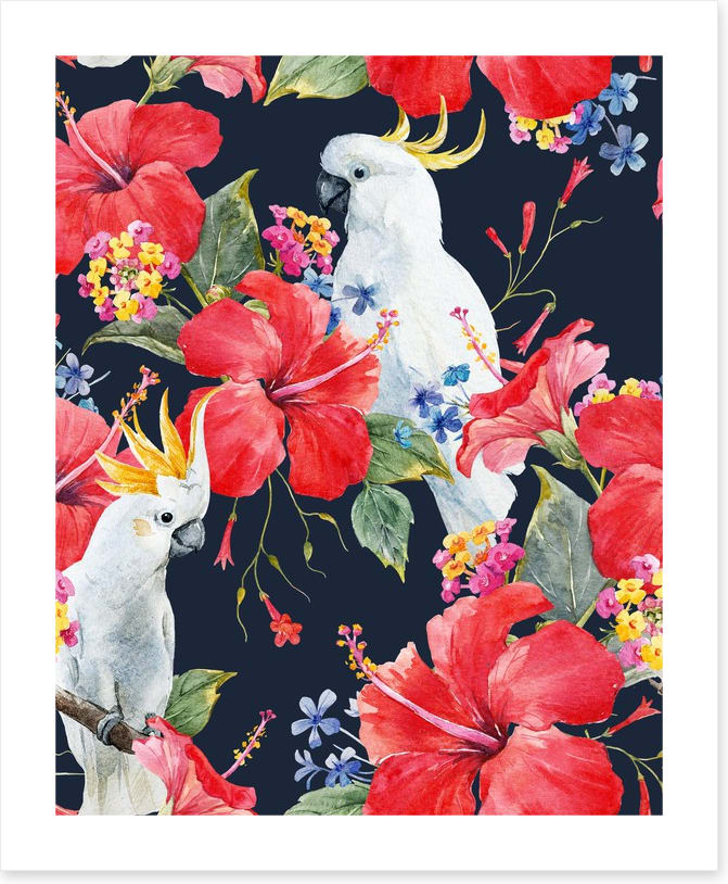 Hibiscus cockatoo