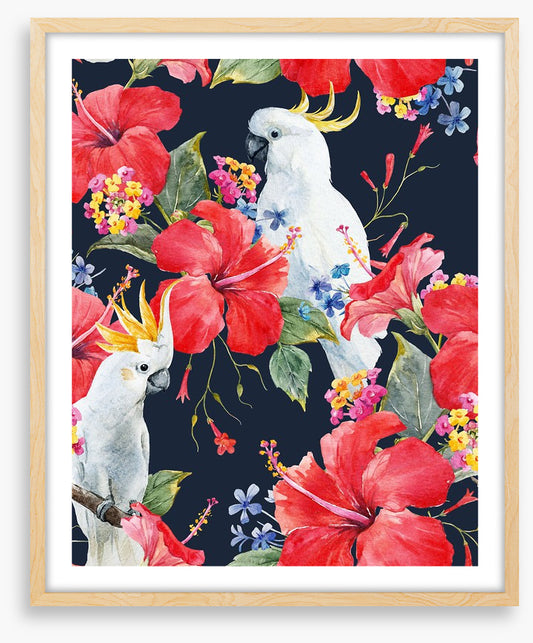 Hibiscus cockatoo