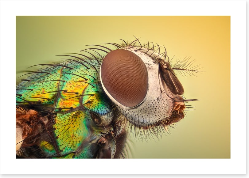 Insects