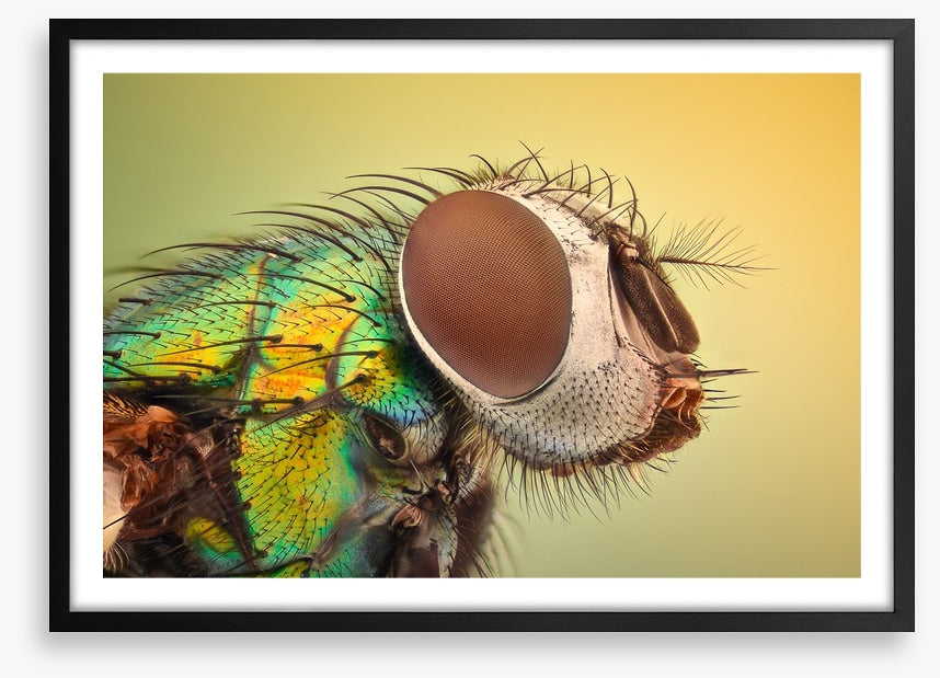 Insects