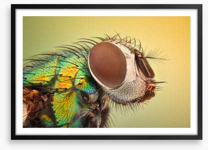 Insects