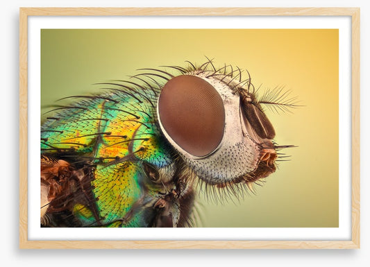Insects