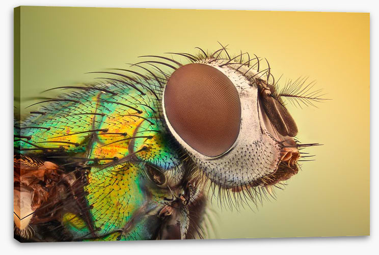 Insects