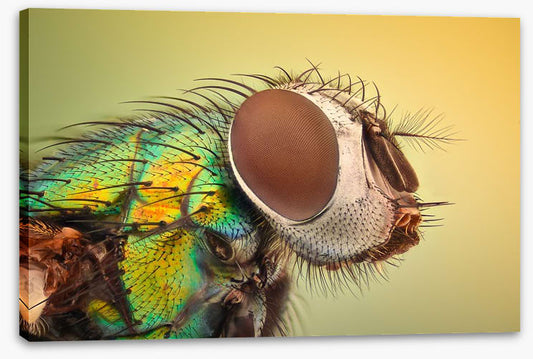 Insects