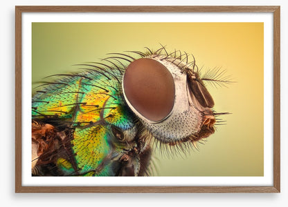 Insects