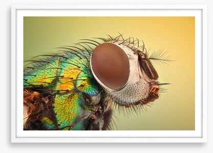 Insects