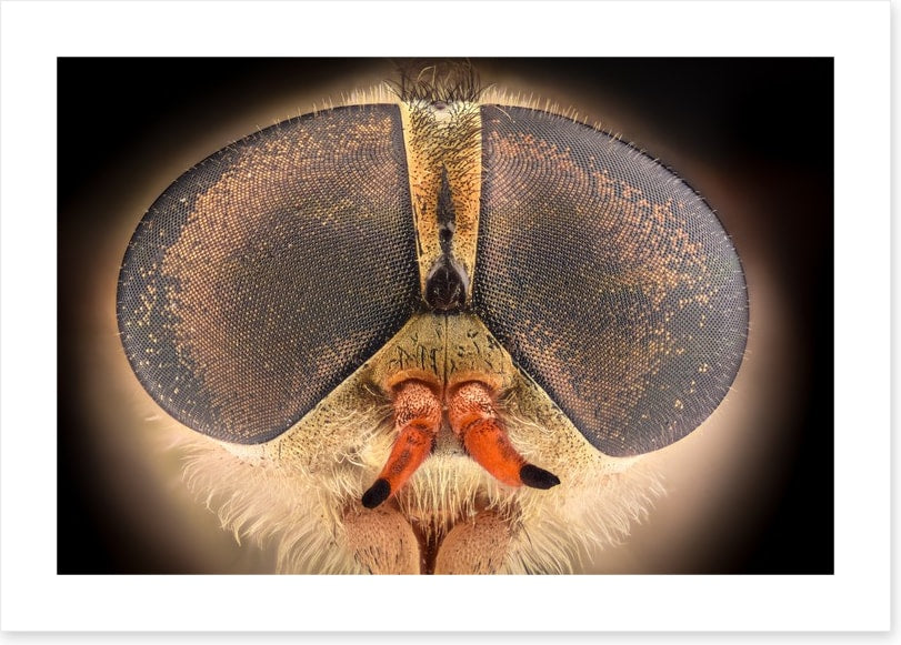 Insects