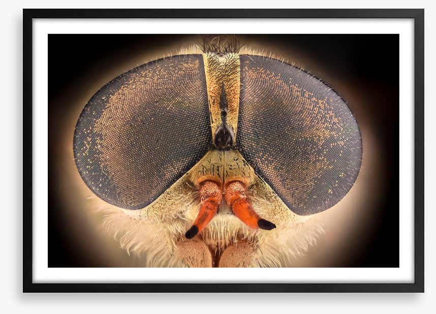 Insects