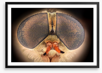 Insects