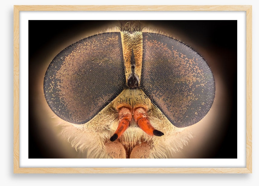 Insects