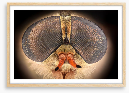 Insects