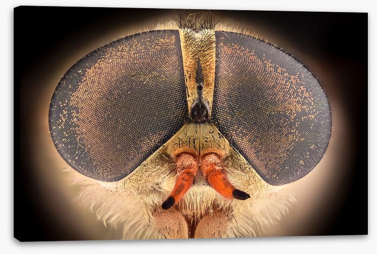 Insects