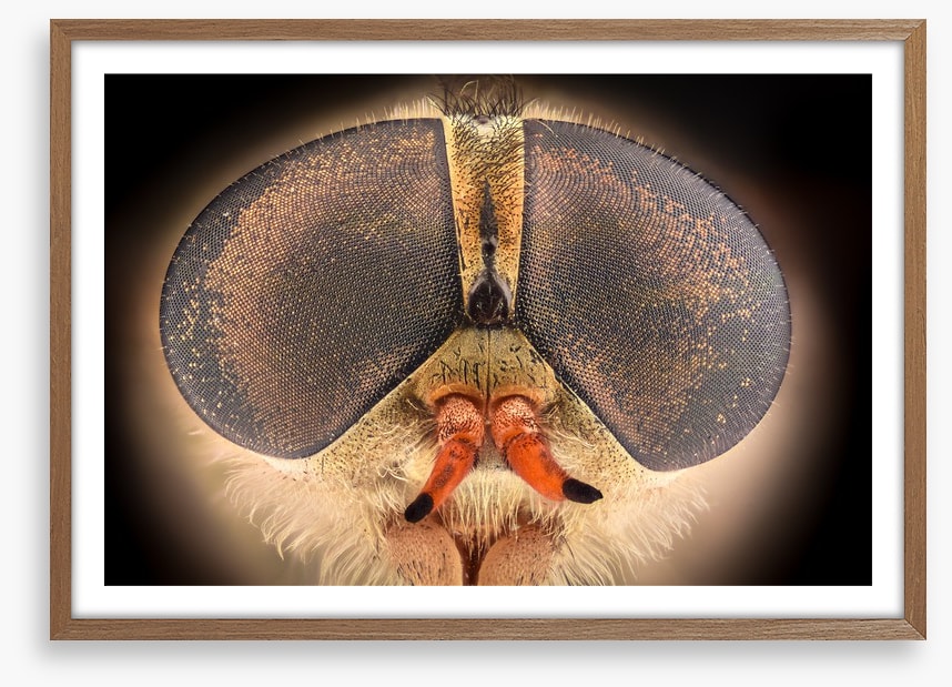 Insects