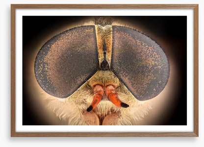 Insects