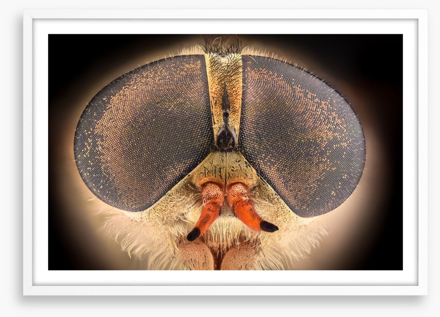 Insects