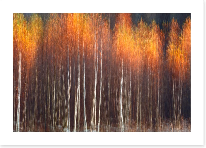 Flecks of fall
