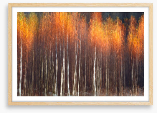 Flecks of fall