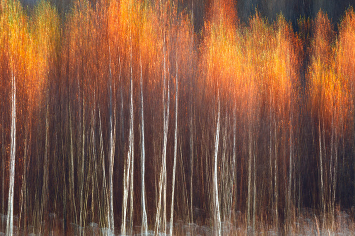 Flecks of fall