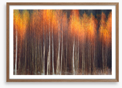 Flecks of fall