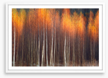 Flecks of fall