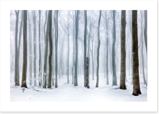 Snow forest stump