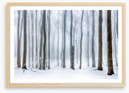 Snow forest stump