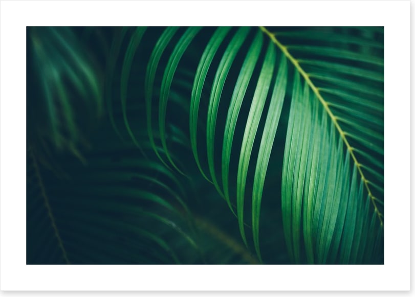 Midnight fronds