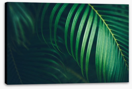 Midnight fronds