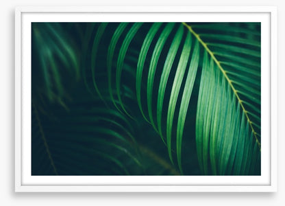 Midnight fronds