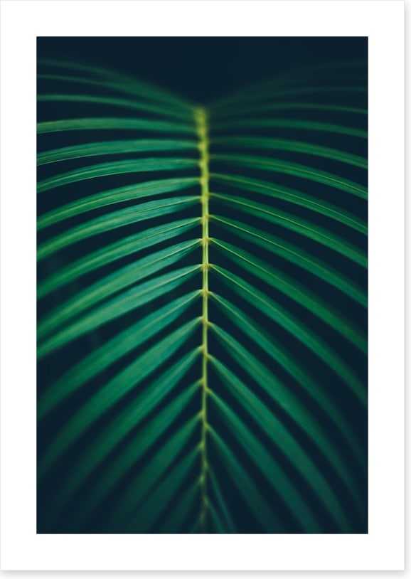 Midnight frond