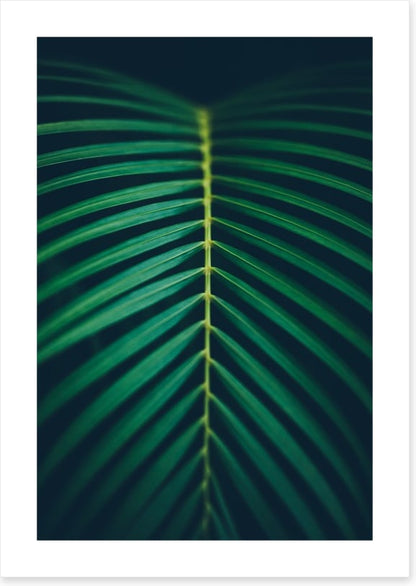 Midnight frond