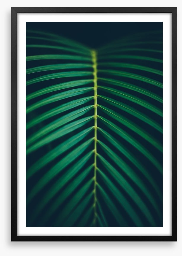 Midnight frond