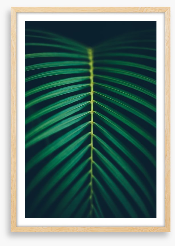 Midnight frond