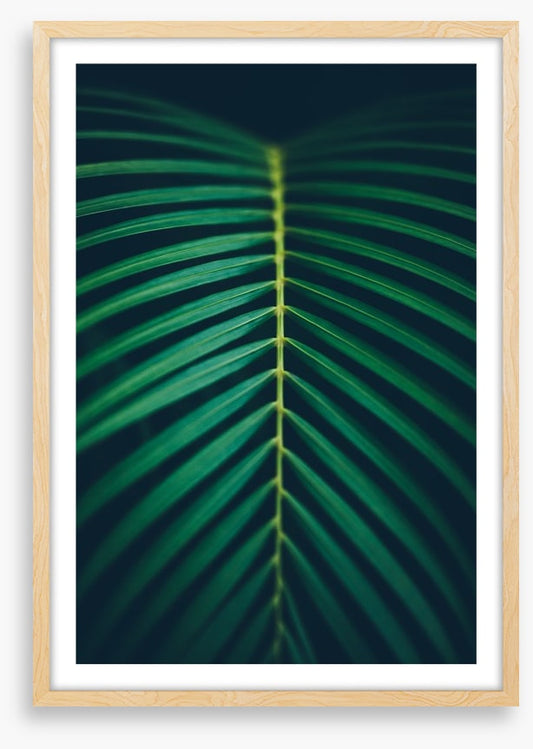 Midnight frond