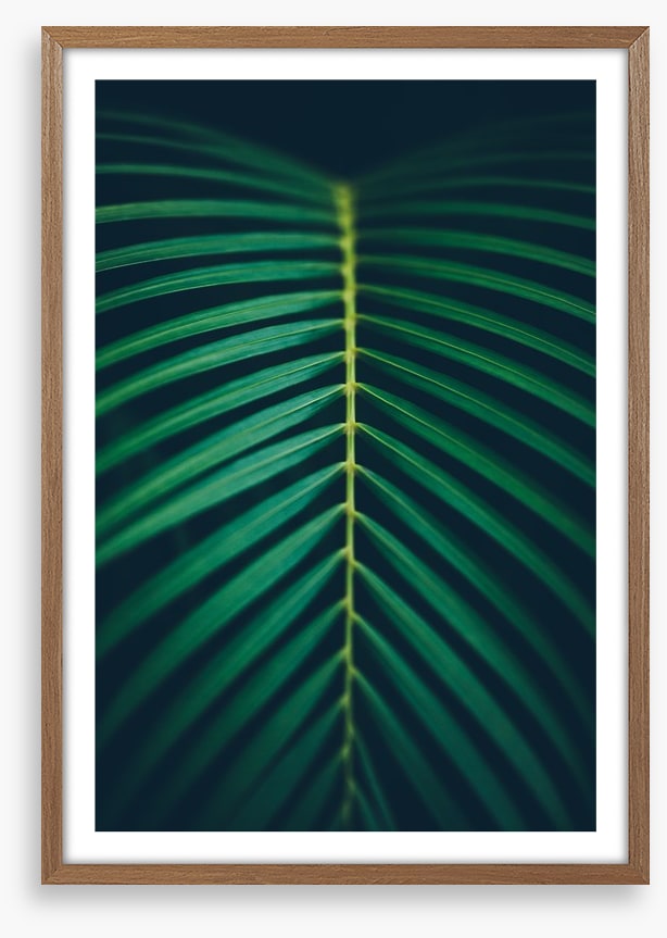 Midnight frond