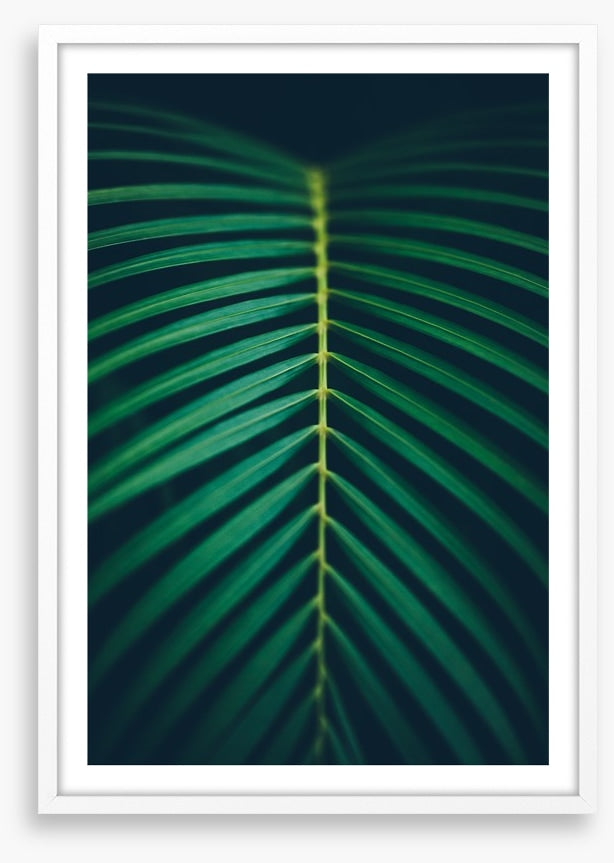 Midnight frond