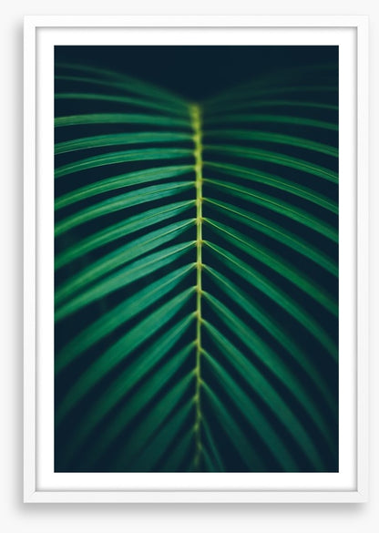 Midnight frond