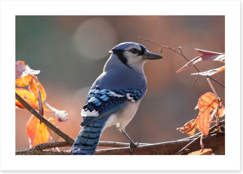 Birds