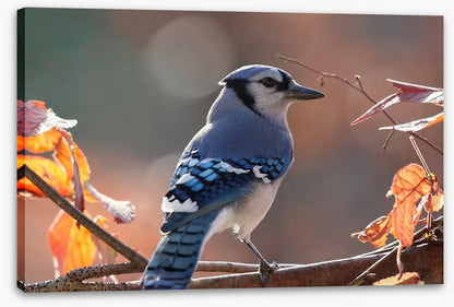 Birds