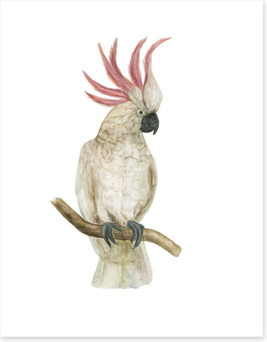 Pink crested cockatoo