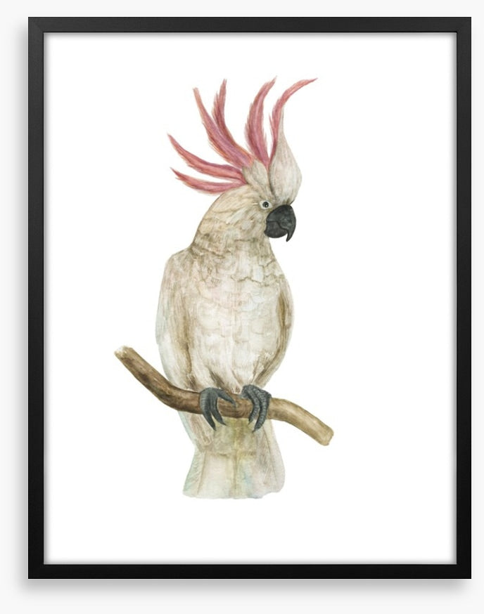 Pink crested cockatoo