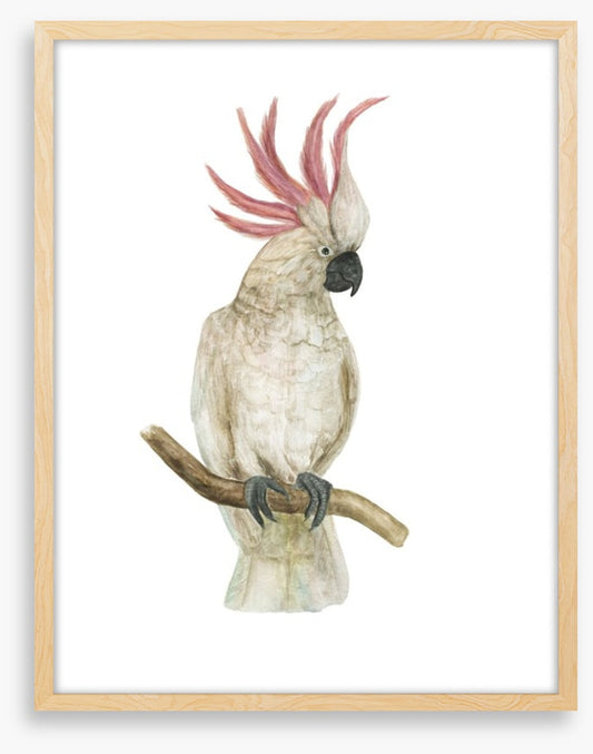 Pink crested cockatoo
