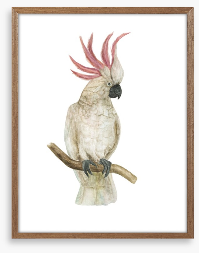 Pink crested cockatoo
